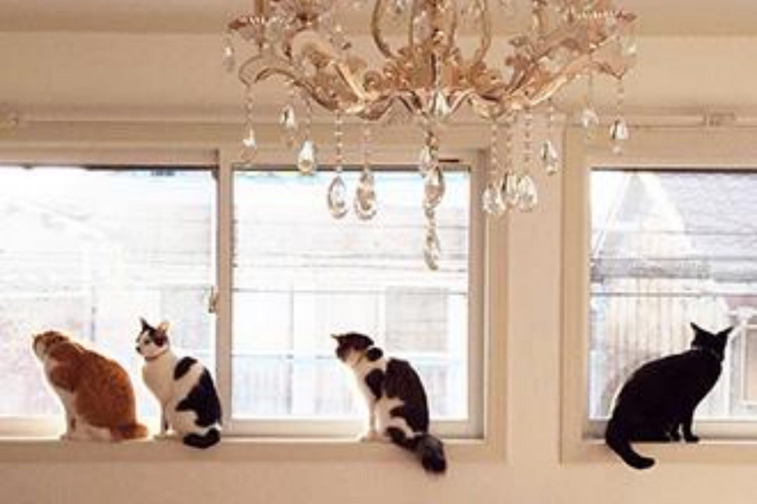 7匹の猫ちゃんと暮らす家