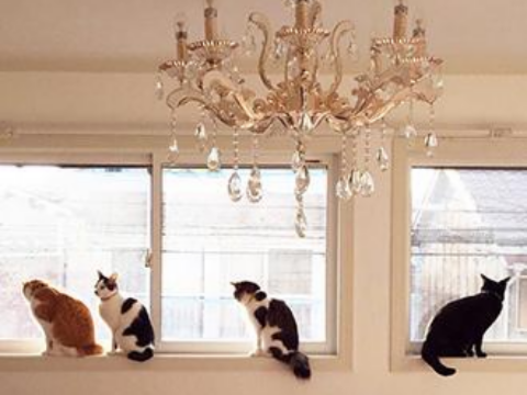 7匹の猫ちゃんと暮らす家