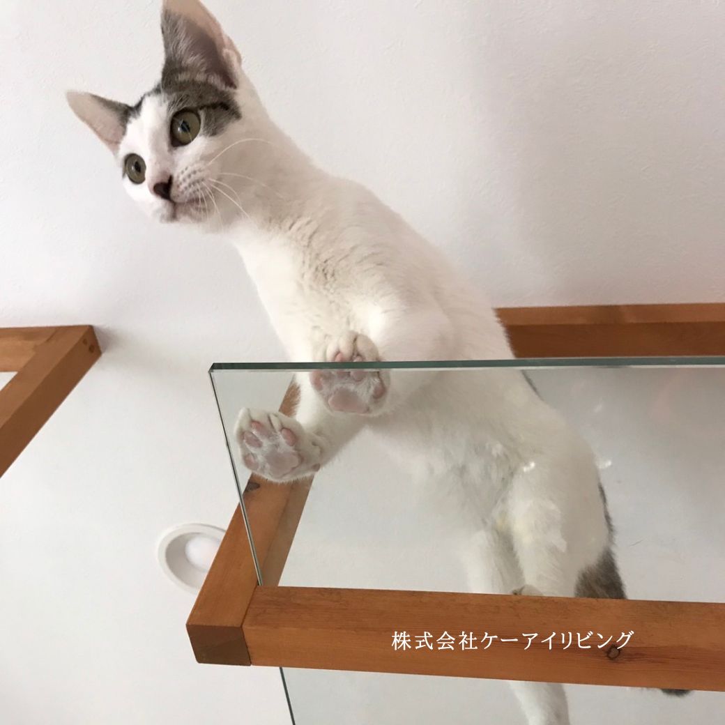 猫の肉球が見られる造作棚