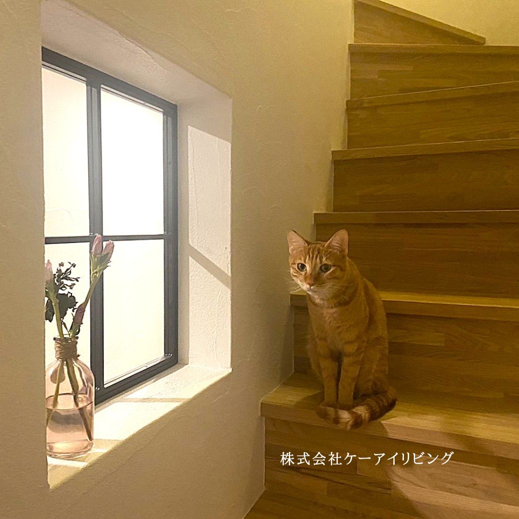 室内窓と猫