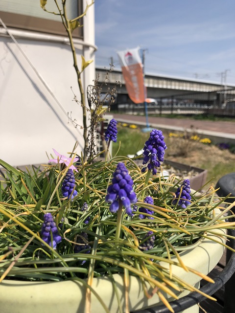 ケーアイリビングの春の花