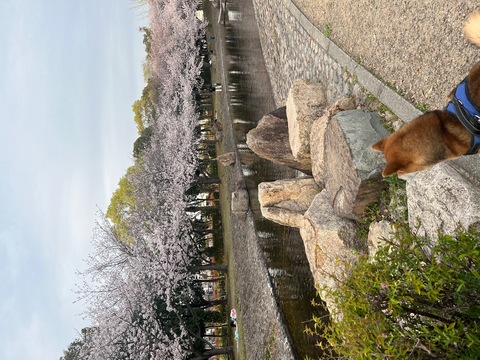 北公園　桜