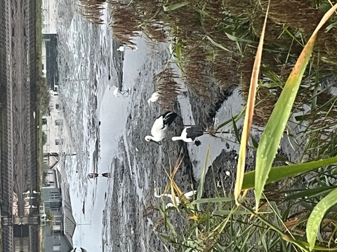 コウノトリ