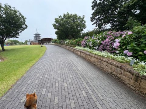 あじさい