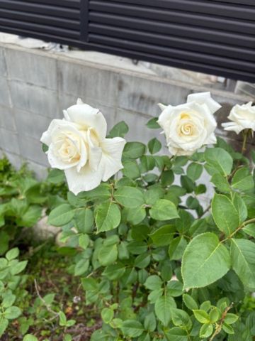 名もなきバラ