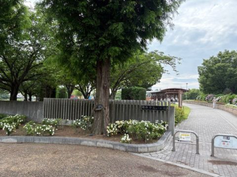 くちなし