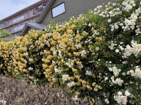 播磨町出会いの道モッコウバラ