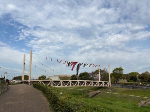 大中遺跡　こいのぼり