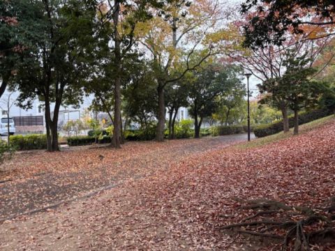 播磨町北公園落ち葉