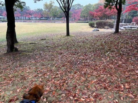 播磨町犬の散歩