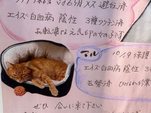 保護ねこ活動