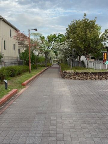 播磨町出会いの道ハナミズキ