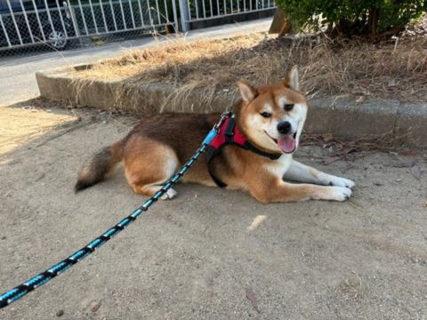 愛犬ルゥ