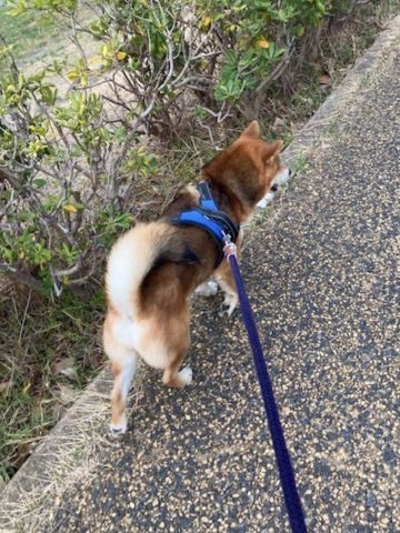 春のお散歩