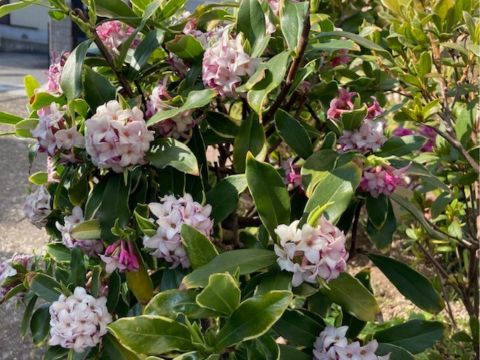 沈丁花