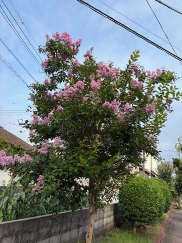 百日紅です