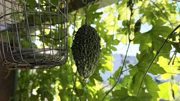 家庭菜園のゴーヤ