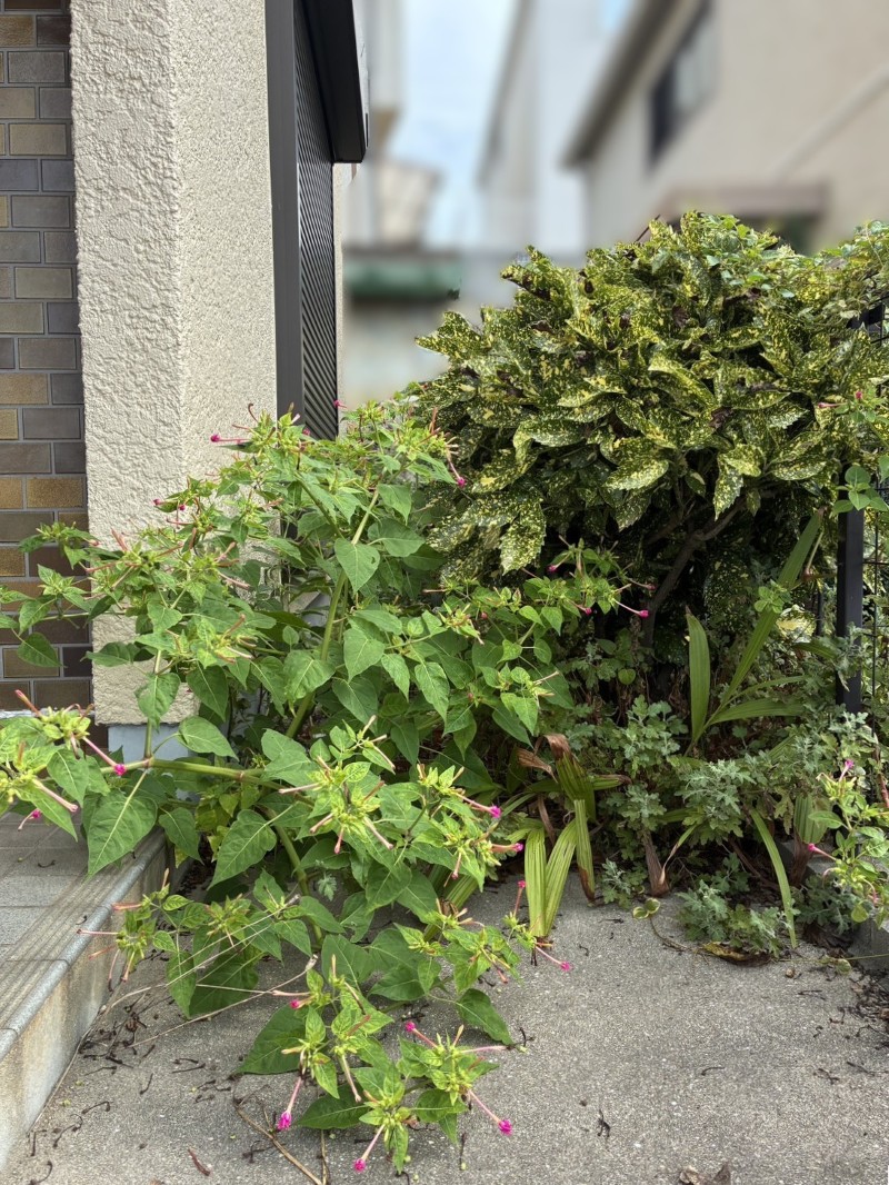 売物件の植栽