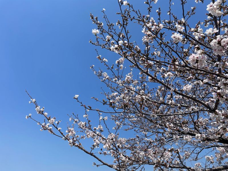 桜