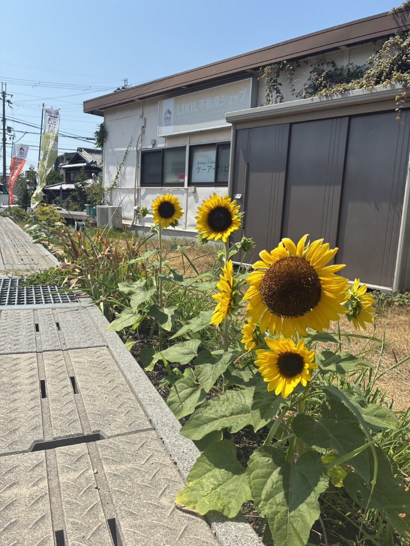 花壇のひまわり