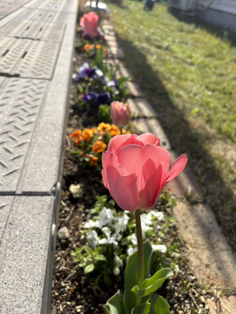 特大チューリップ