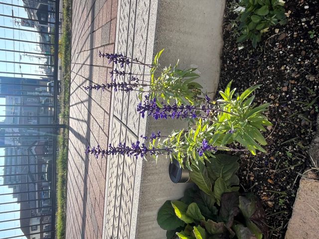 ブルーサルビア