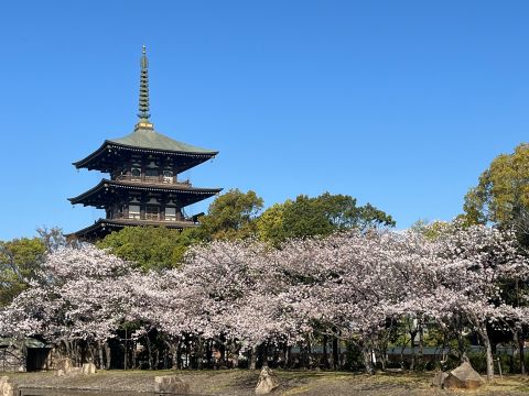 桜