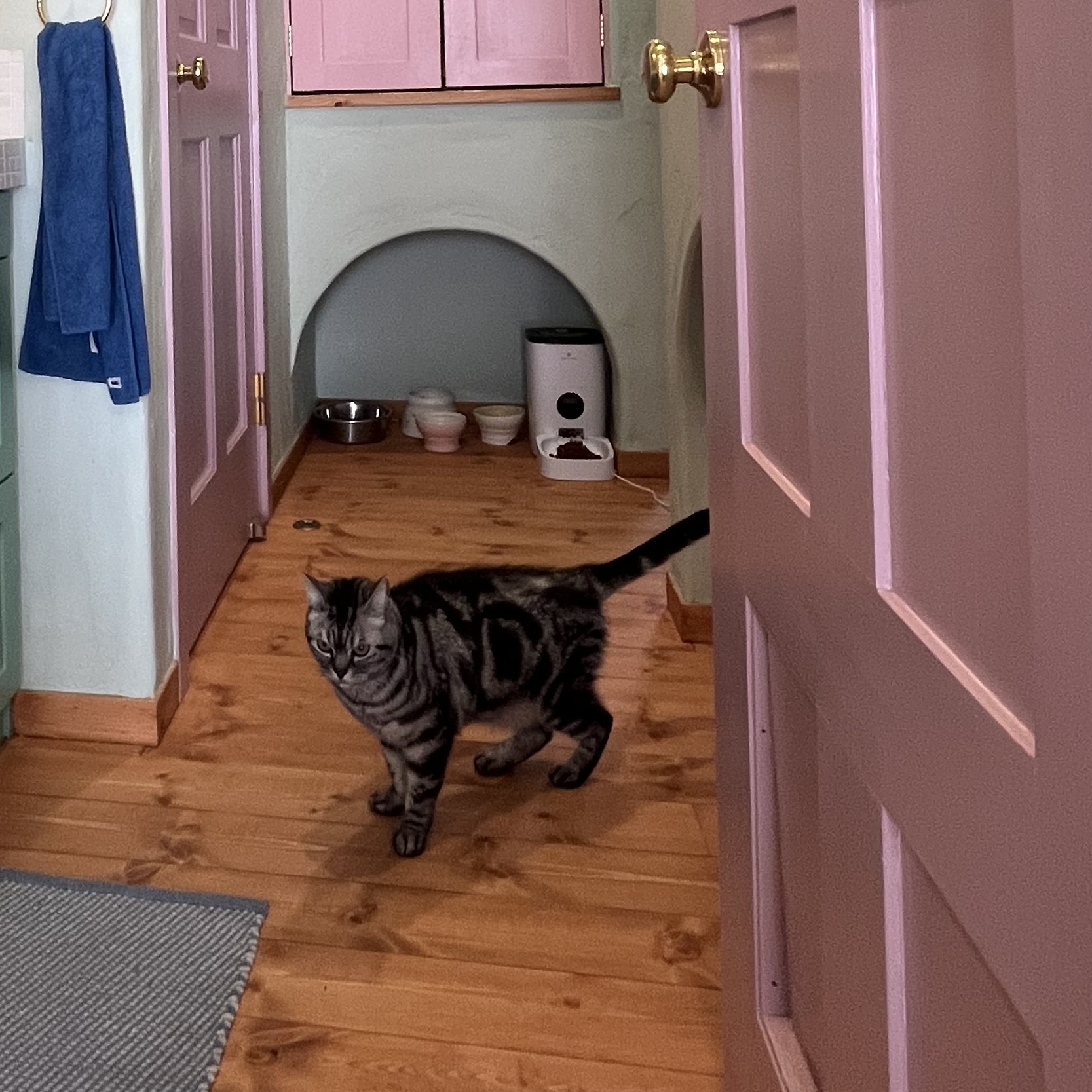 猫とアーチ